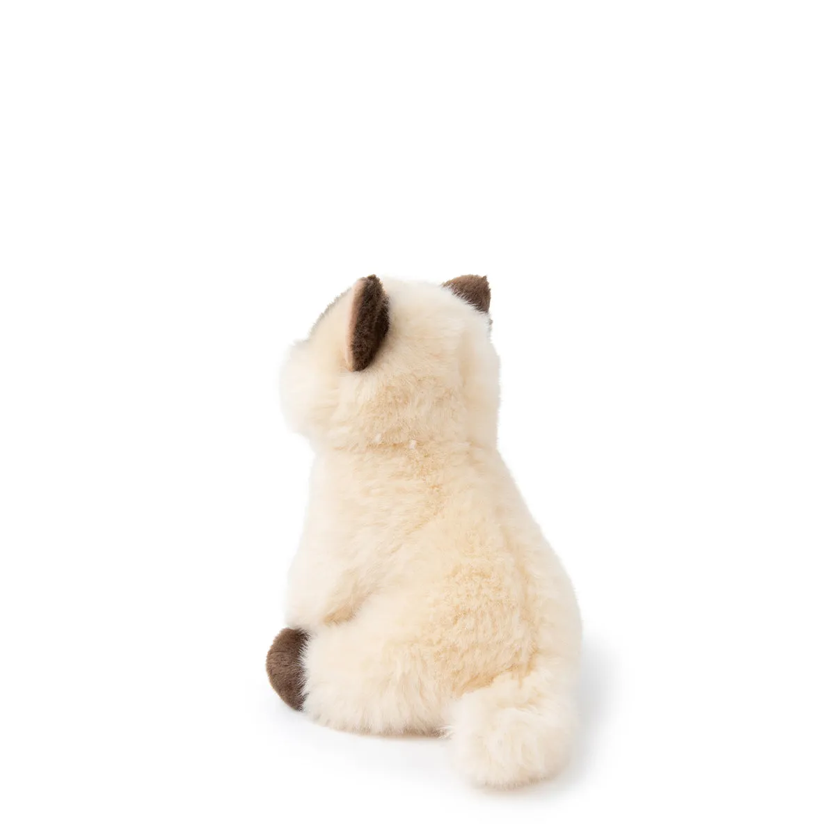 B.T. Chaps  Eddie The Siamese in Giftbox - 17cm - 6.5