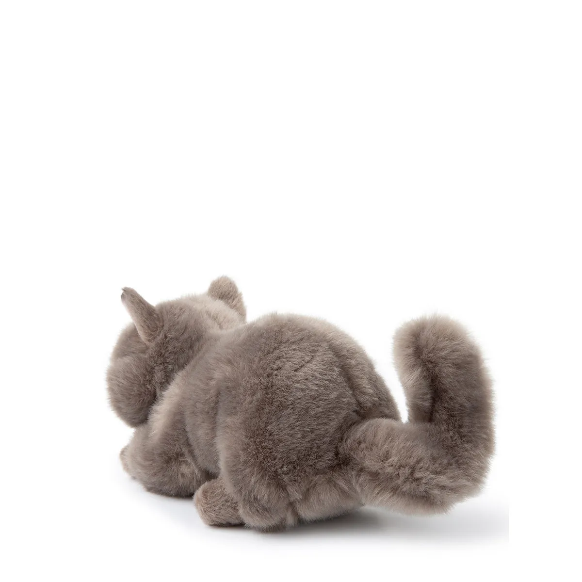 B.T. Chaps  Freddy The British Shorthair in Giftbox - 20cm - 8