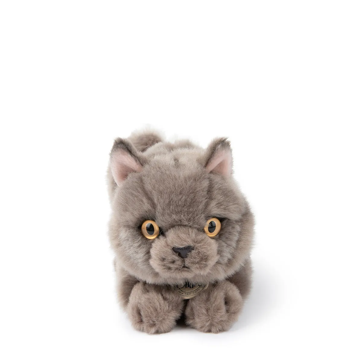 B.T. Chaps  Freddy The British Shorthair in Giftbox - 20cm - 8