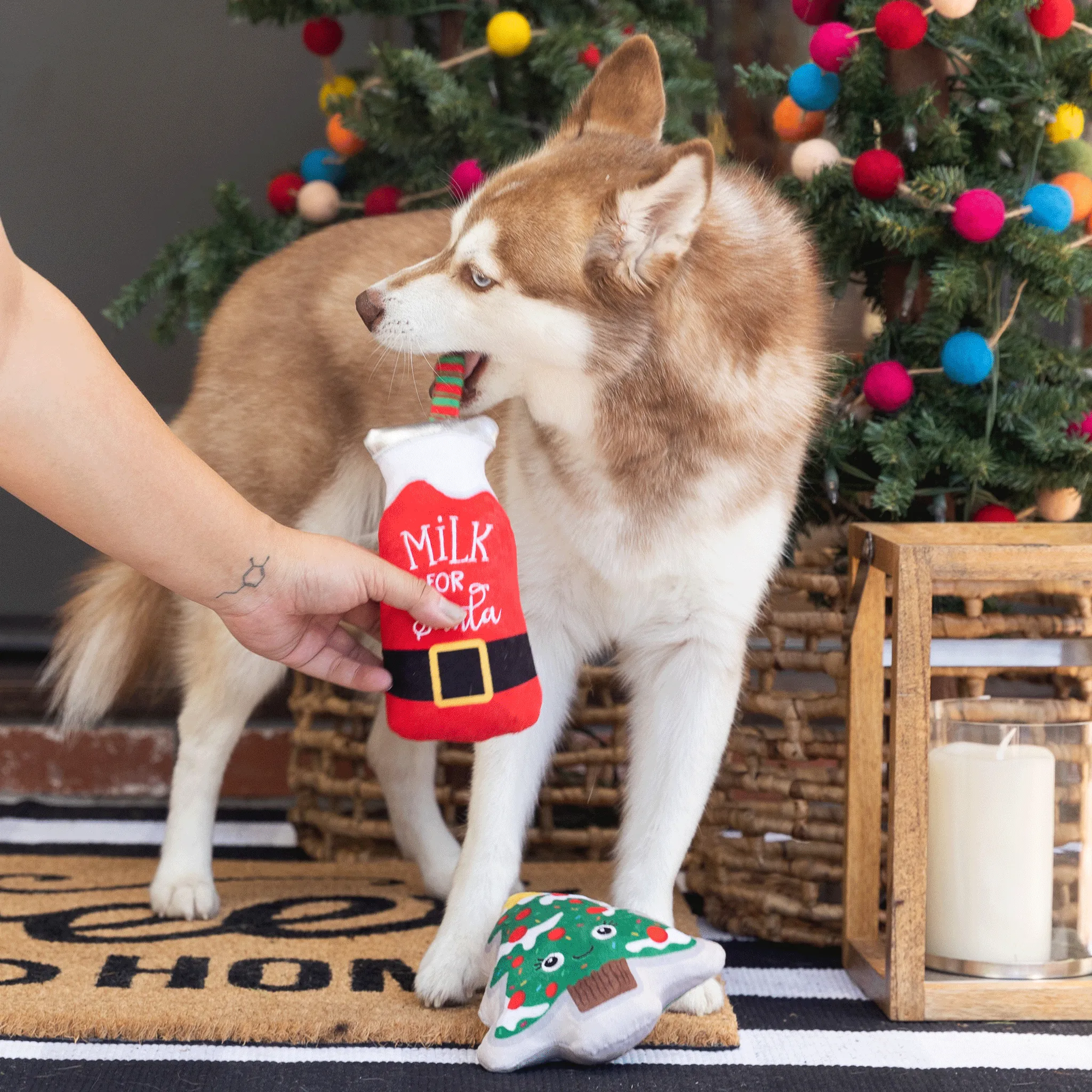 Fringe Santa Ready Red & Green Dog Toys