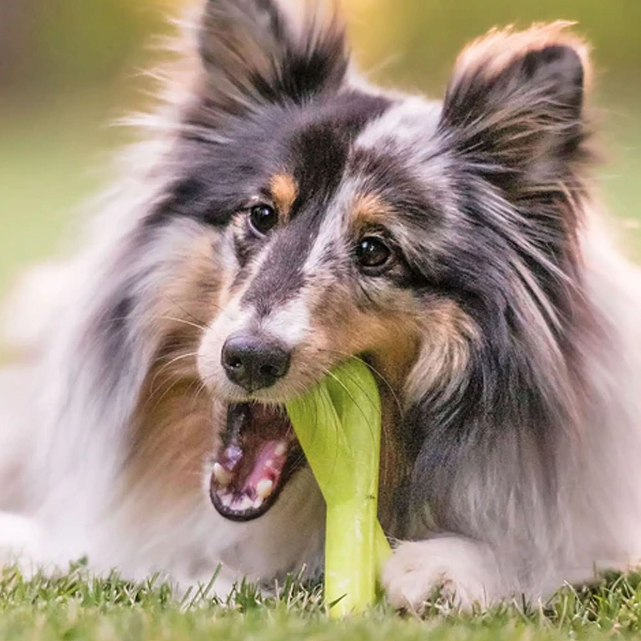 P.L.A.Y. ZoomieRex Tug Dog Toy